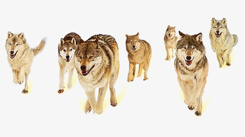 Wolf Teamwork, HD Png Download, Free Download