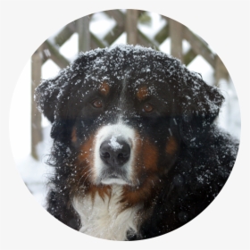 Bernese Mountain Dog, HD Png Download, Free Download