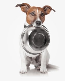 Dog With Bowl - Dog With Empty Food Bowl, HD Png Download, Free Download