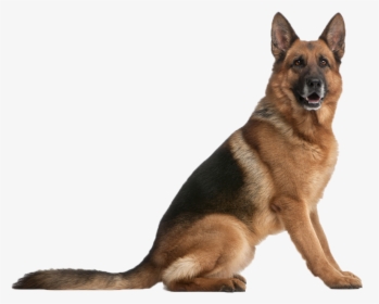 Explosion Detection Services - Dog Sitting German Shepherd, HD Png Download, Free Download