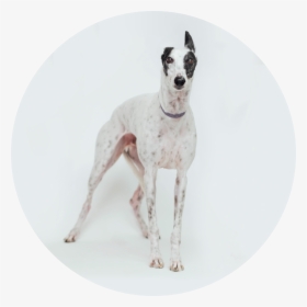 Transparent K9 Png - Greyhound, Png Download, Free Download