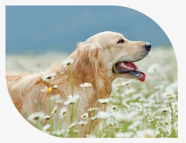 Dog Yawns, HD Png Download, Free Download