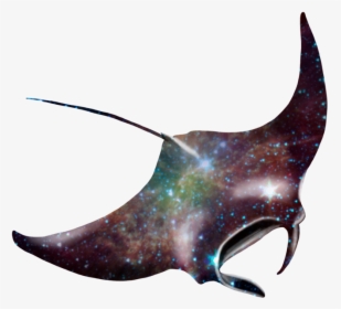 Manta Ray Png - Giant Oceanic Manta Ray Art, Transparent Png, Free Download