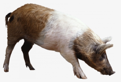 Pig Png, Transparent Png, Free Download