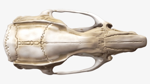 Animal Anatomy By Mieke Roth - Gun, HD Png Download, Free Download