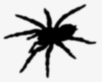 Tarantula, HD Png Download, Free Download