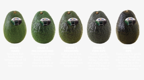 Transparent Avocados Png - Avocado, Png Download, Free Download
