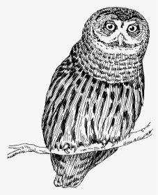 Owl Png Drawing, Transparent Png, Free Download