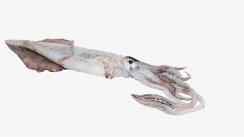 Transparent Squid Transparent Png - Cuttlefish, Png Download, Free Download