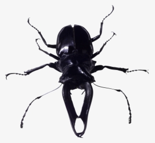 Transparent Firefly Insect Png - Bugs Png, Png Download, Free Download