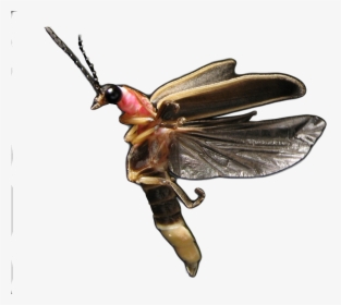 Transparent Firefly Insect Png - Net-winged Insects, Png Download, Free Download