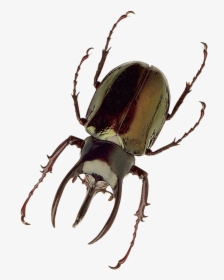 Insect Png, Transparent Png, Free Download