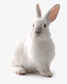 Transparent Rabbit Png Transparent - White Rabbit Transparent Background, Png Download, Free Download