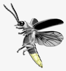 Uttarakhand Insects Firefly - Firefly Bug, HD Png Download, Free Download