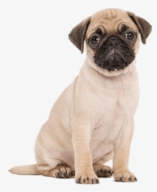 Cute Puppies Png File - Pug On White Background, Transparent Png, Free Download