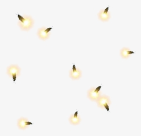 #firefly #fireflies #lighteningbug #lighteningbugs - Bee, HD Png Download, Free Download