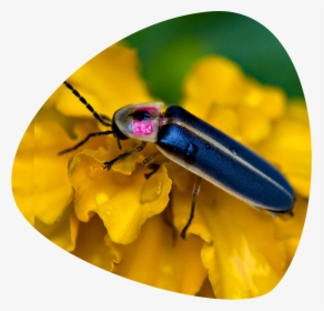 Fireflies - Firefly Eating, HD Png Download, Free Download