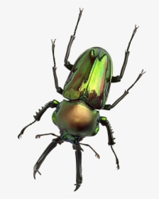 Beetle With Transparent Background, HD Png Download, Free Download