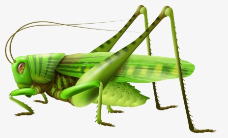 Grasshopper Png Clip Art - Grasshopper Png, Transparent Png, Free Download