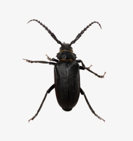 Black Beetle Png Pic - Stock Photography, Transparent Png, Free Download