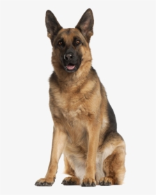 German Shepherd Png - German Shepherd Dog, Transparent Png, Free Download