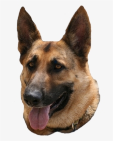 Old German Shepherd Dog, HD Png Download, Free Download