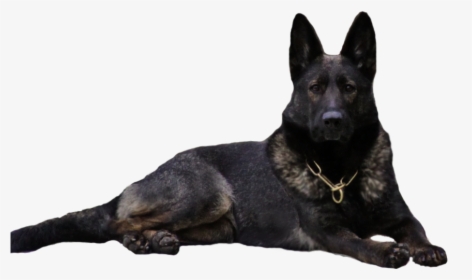 Black German Shepherd Dog Clipart, HD Png Download, Free Download