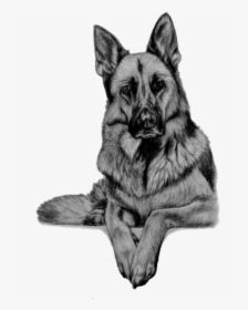 German Shepherd Wolf Drawings, HD Png Download, Free Download
