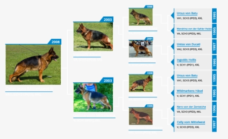 Transparent German Shepherd Puppy Png - Old German Shepherd Dog, Png Download, Free Download