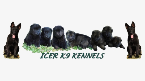 Transparent German Shepherd Puppy Png - Black Norwegian Elkhound, Png Download, Free Download