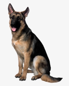 Dog Transparent Png - German Shepherd Dog Png, Png Download, Free Download