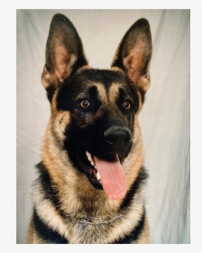 German Shepherd Puppy Png, Transparent Png, Free Download