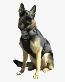 Hounds On Working Leashes Emergency K-9 Service Dogs - Police German Shepherd Png, Transparent Png, Free Download