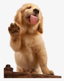 Golden Labrador Shepherd German Dog Pet Puppy Clipart - Golden Retriever Dog, HD Png Download, Free Download