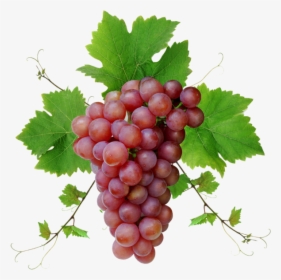 Grape Png Image Download, Free Picture - Grapes Images Png, Transparent Png, Free Download