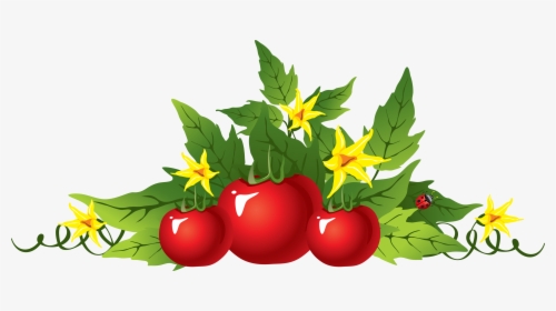 Red Tomatoes Png Image - Transparent Tomato Plant Png, Png Download, Free Download