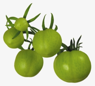 Tomato Png - Green Tomatoes No Background, Transparent Png, Free Download