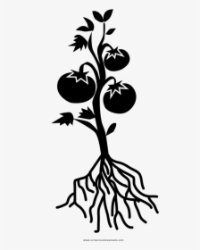 Tomato Plant Coloring Page - Tomato Plant Black And White, HD Png Download, Free Download