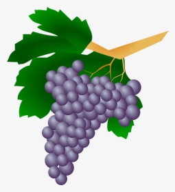 Grapes, Plant, Raisin, Wine, Fruit, Sweet, Berries - Wine Grapes Clip Art Png, Transparent Png, Free Download