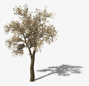 Tomato Tree Pear Asian Yellow Free Frame Clipart - Growing Pear Tree Png, Transparent Png, Free Download