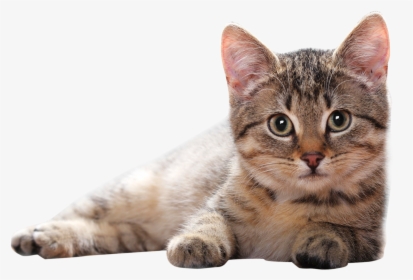 Cat Png, Transparent Png, Free Download