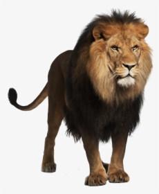 Transparent Fierce Lion Clipart - Transparent Background Lion Png, Png Download, Free Download
