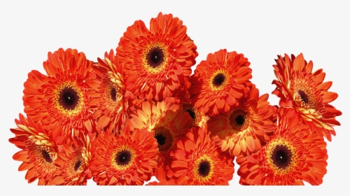 Transparent Colorful Flower Png - Colorful Gerbera Daisy Png, Png Download, Free Download