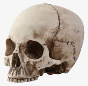 Skull Sideview - Skull With No Jaw, HD Png Download, Free Download