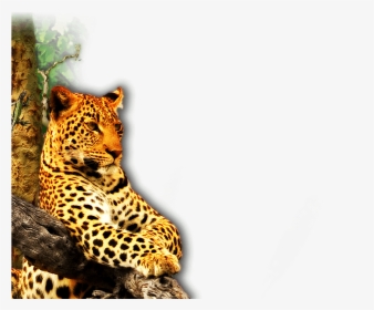 African Leopard, HD Png Download, Free Download