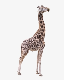 Northern Giraffe 3d Computer Graphics Texture Mapping - Transparent Background Giraffe Png, Png Download, Free Download