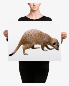 Transparent Mongoose Png - Canvas, Png Download, Free Download