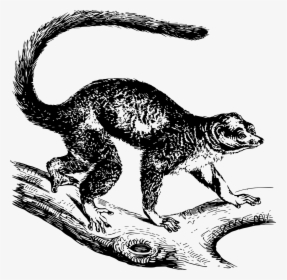 Mongoose Png - Indian Mongoose, Transparent Png, Free Download