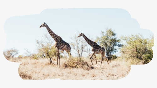#freetoedit #giraffe #cute #tall #animals - Kruger National Park, HD Png Download, Free Download