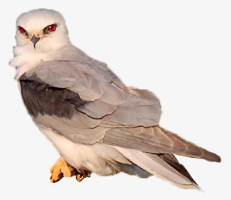 Bird-animation - Hawk, HD Png Download, Free Download
